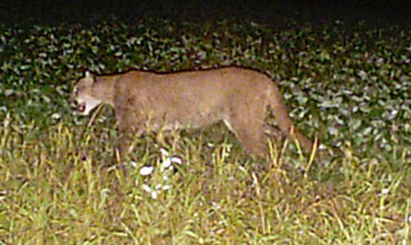 Cougar Caught on Camera in Buffalo County, WI