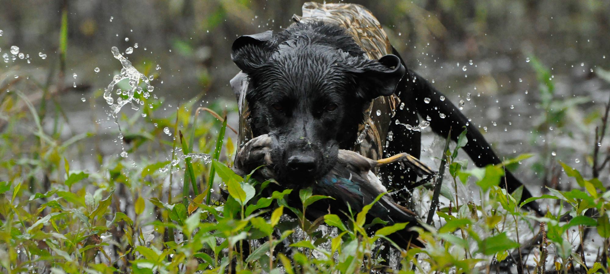 how to train your dog for duck hunting