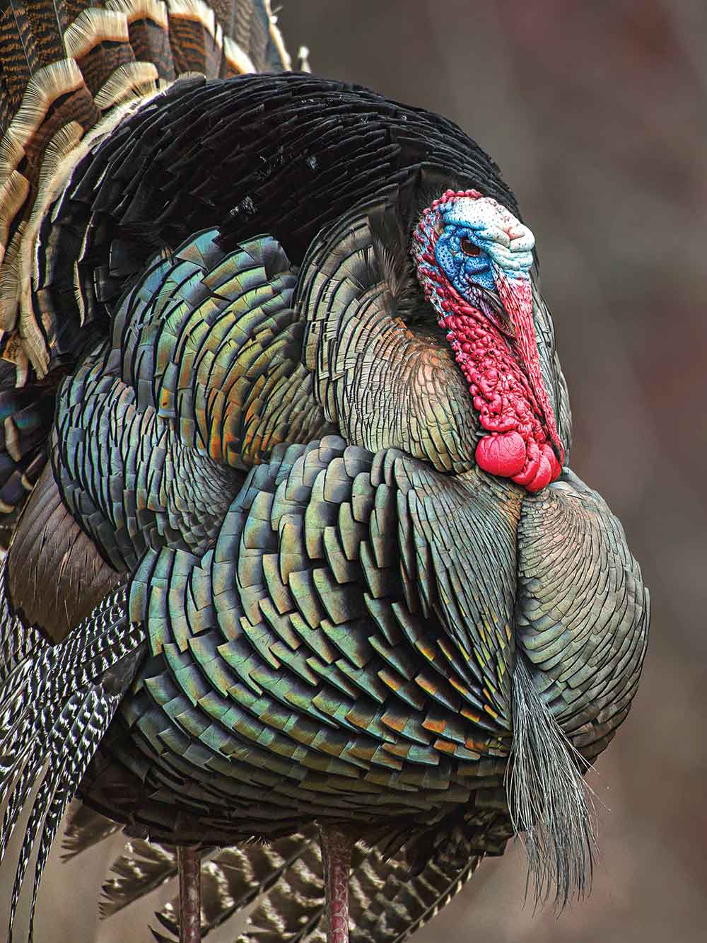 4 Turkey Hunting Tactics That Work When Nothing Else Will