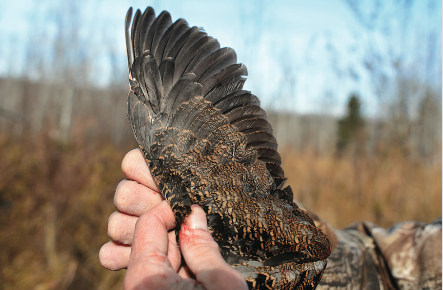 Four Factors to Plan For On Your Next Woodcock Hunt