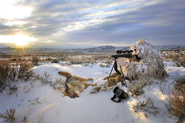 coyote hunter winter
