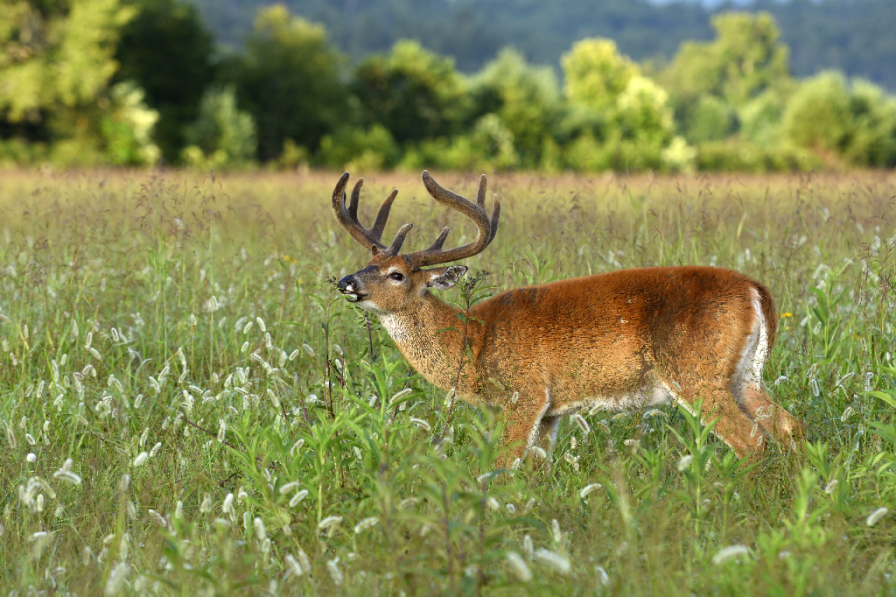 The 10 Keys to Successful Deer Management