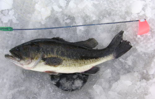 bass fishing facts