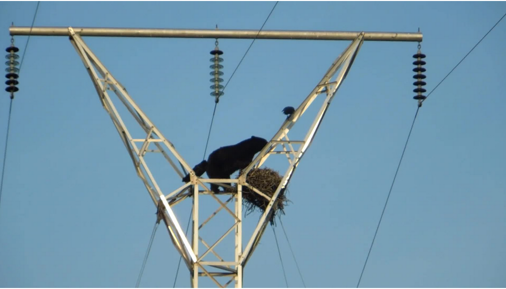 Video: Determined Black Bear Raids Raven’s Nest