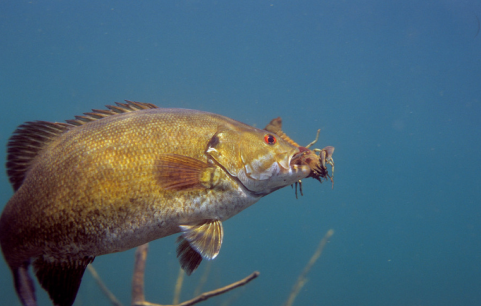 bass fishing facts