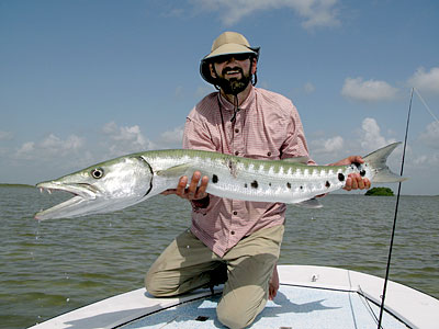 Barracuda are the arch-enemy of anglers fishing along the Florida Keys.