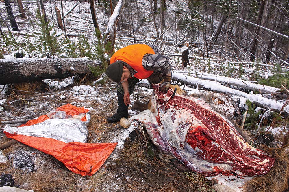 Hunter butchers elk Montana