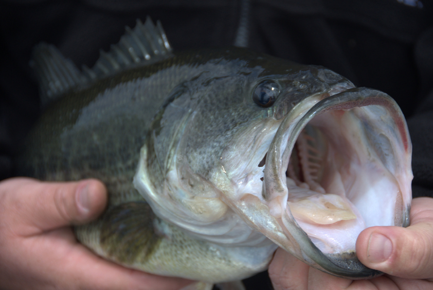 Bass Facts and Myths: 19 Things You Didn't Know About Bass