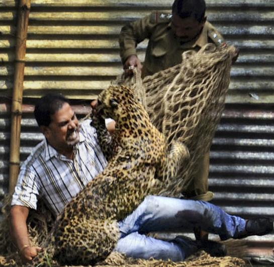 Leopard Injures 13 in India During Daylong Rampage