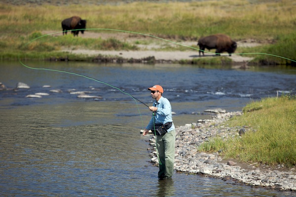 The second day of Outdoor Life's trout road trip finds Andrew McKean inside Yellowstone Park, casting dry flies to cutthroats while streamside bison keep watch. <strong>>><a href="https://www.outdoorlife.com/gear/best-trout-lures/">About Andrew's trout trip HERE</a></strong> <strong>>><a href="https://www.outdoorlife.com/gear/best-trout-lures/">Day 1 HERE</a></strong> <strong>>>Blogs will appear in</strong> <strong>Gone Fishin'</strong><strong>!</strong>