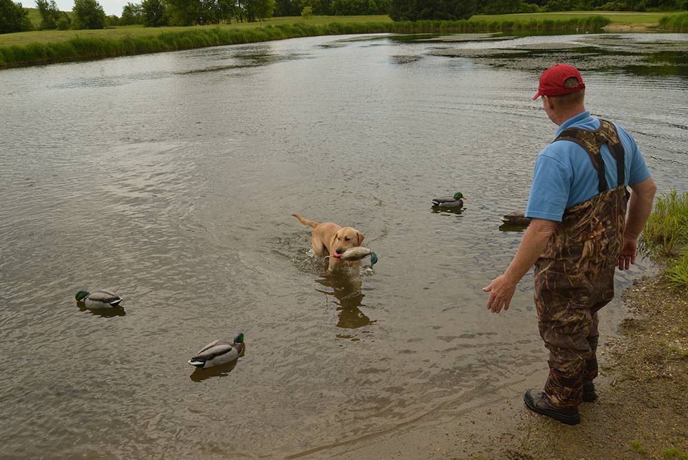 duck hunting dog training retrieve