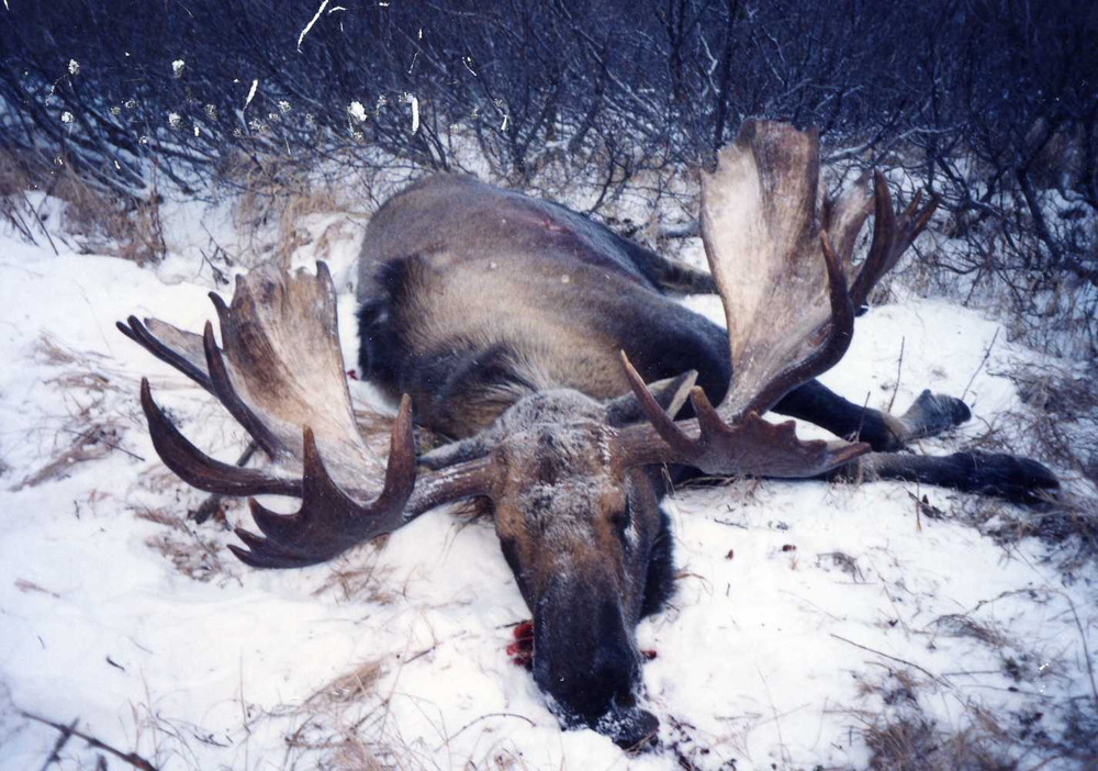 record Alaska moose david boone