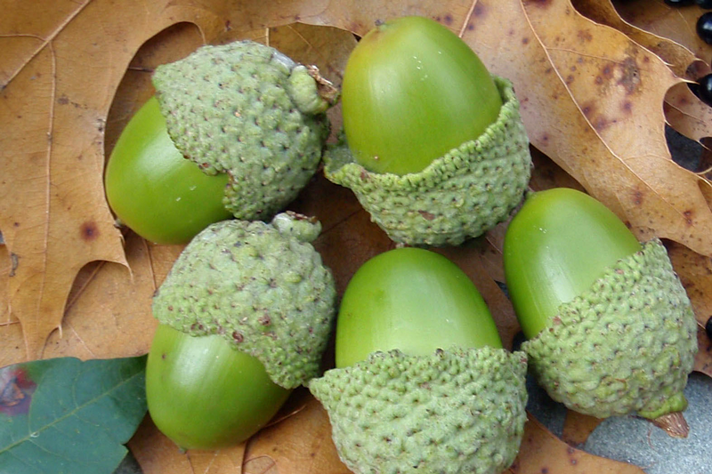raw acorns