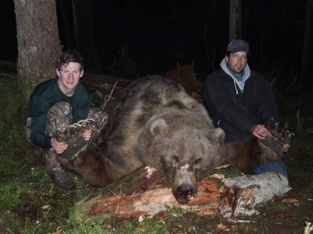 A giant Alaska grizzly mistaken for an Alberta bear.