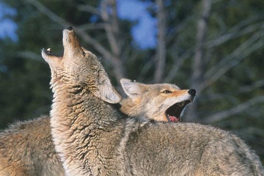 howling coyotes