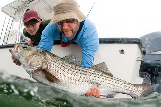 Striped Bass Experts Reveal Their Favorite October Tactics