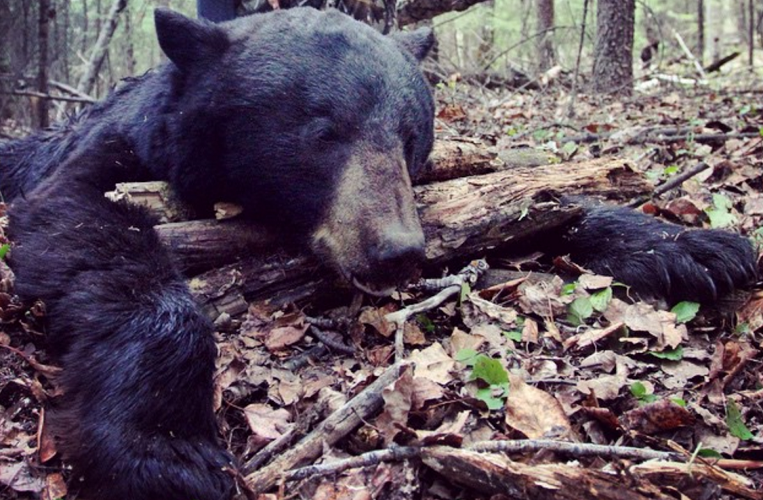 <em>Ursus americanus,</em> the American black bear