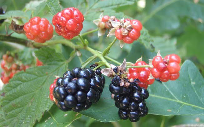 survival skills, blackberries, foraging, wild edibles, blackberry survival uses