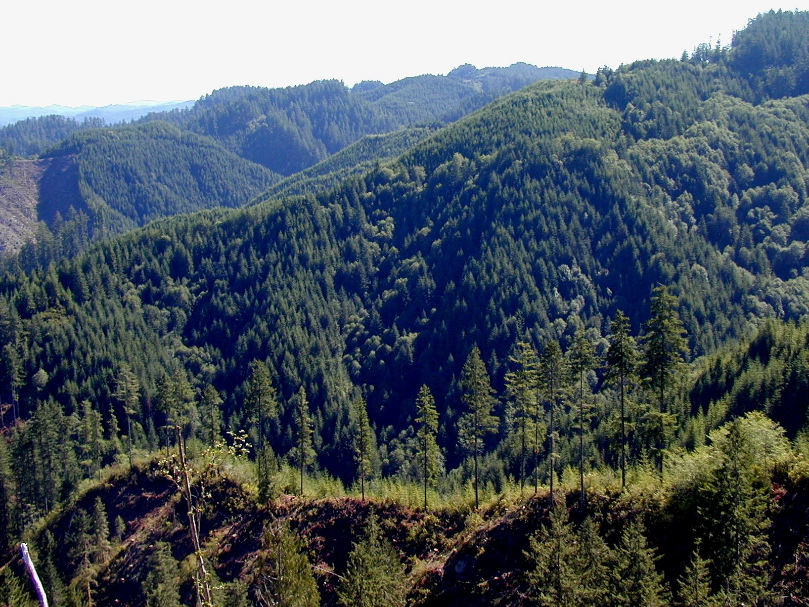 Elliott State Forest Spared From the Chopping Block – For Now