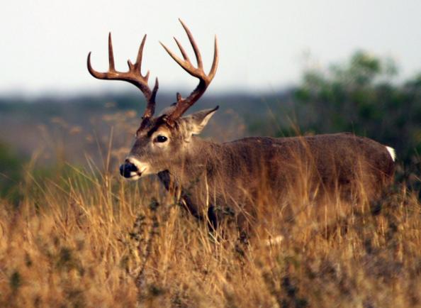 South Carolina Deer Season 2012: Hunting Forecast