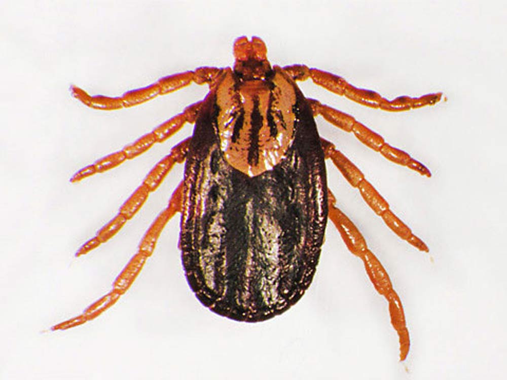 winter tick Dermacentor albipictus