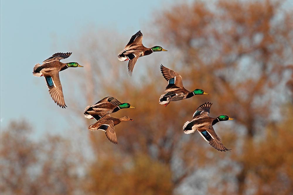 green headed mallard duck flock in flight
