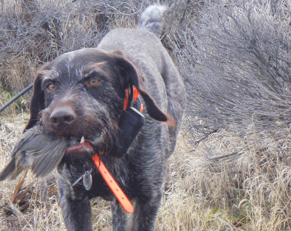 How to Make Opening Day Epic for Both You and Your Bird Dog
