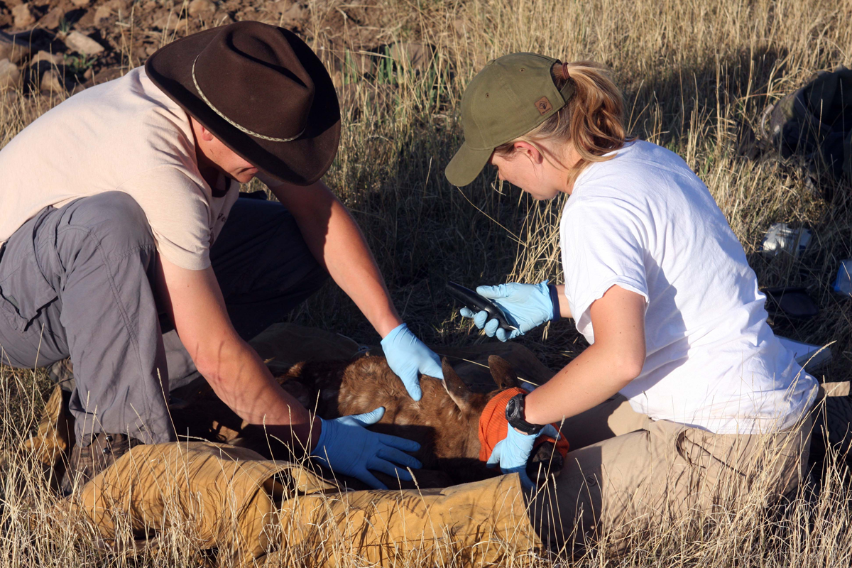 A Q&A with 4 Wildlife Biologists: Insights About Criticism, Game Populations, and Paperwork