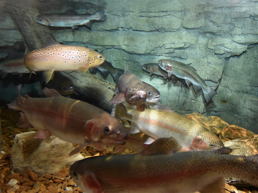 Rainbow trout in Wonders of Wildlife Aquarium
