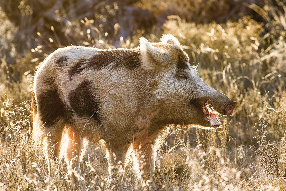 oklahoma spotted boar