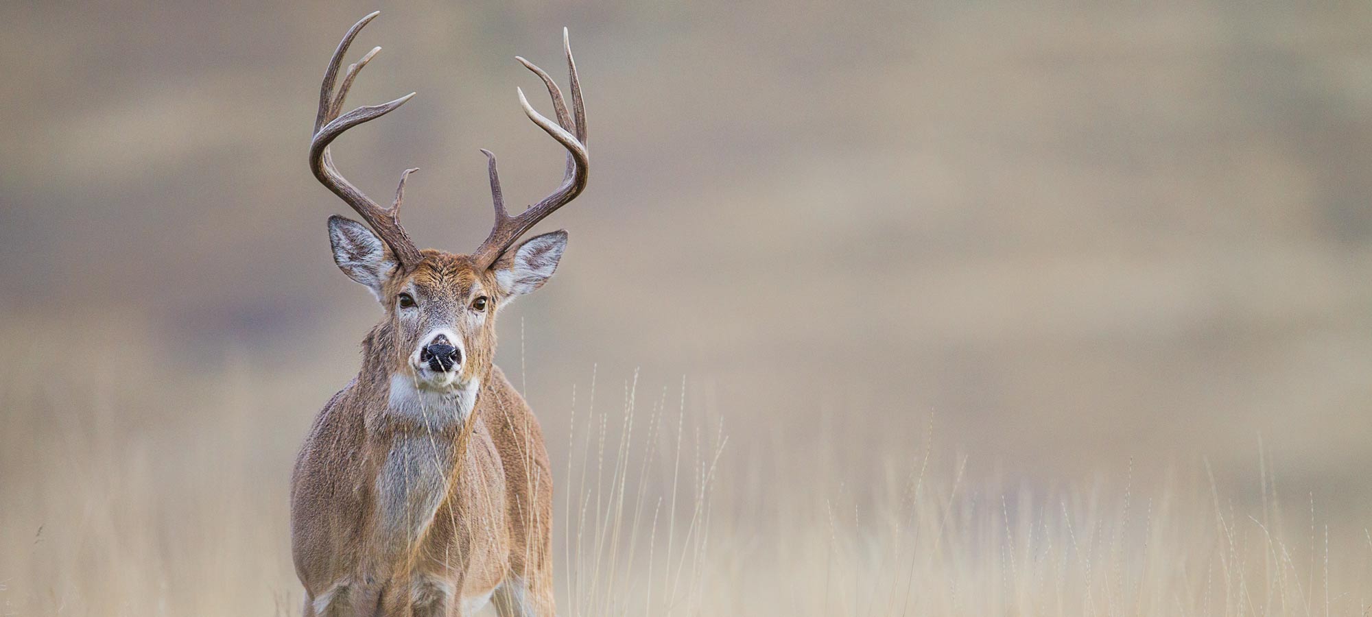 The No Excuses Deer Hunting Season
