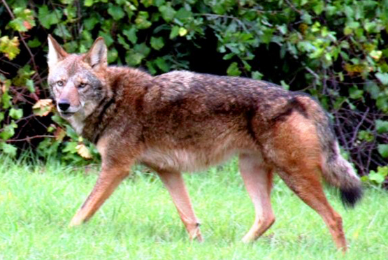 Almost Extinct Red Wolf Found in Florida Woman’s Backyard?