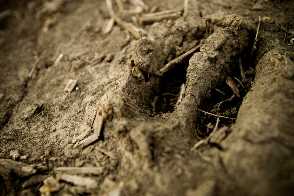 Growing Big Bucks: Why Soil is One of the Most Important Factors in Whitetail Management