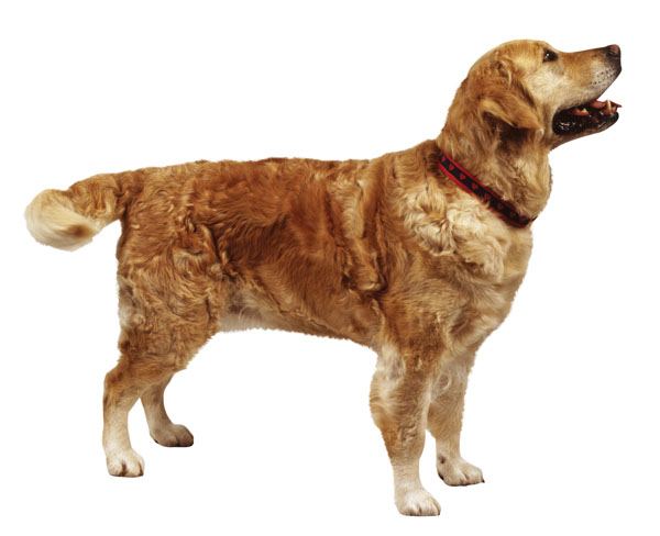 golden retriever hunting dog