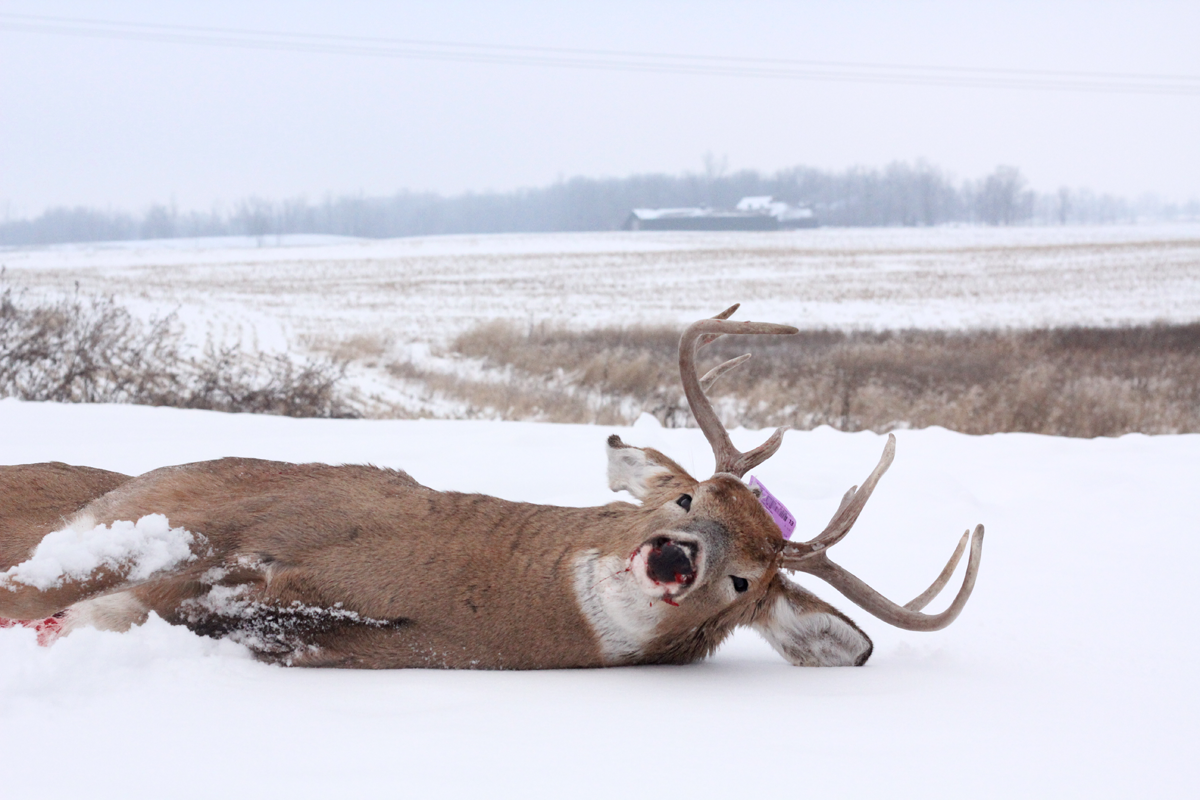 The Coming Weeks of Deer Hunting Could Be Better Than the Rut