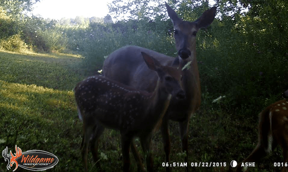 trail cameras, deer fawns, whitetail fawns, whitetail herd, whitetail management, deer herd management