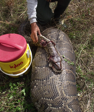 Python Problem: Invasive Snakes Wreak Havoc in the Everglades