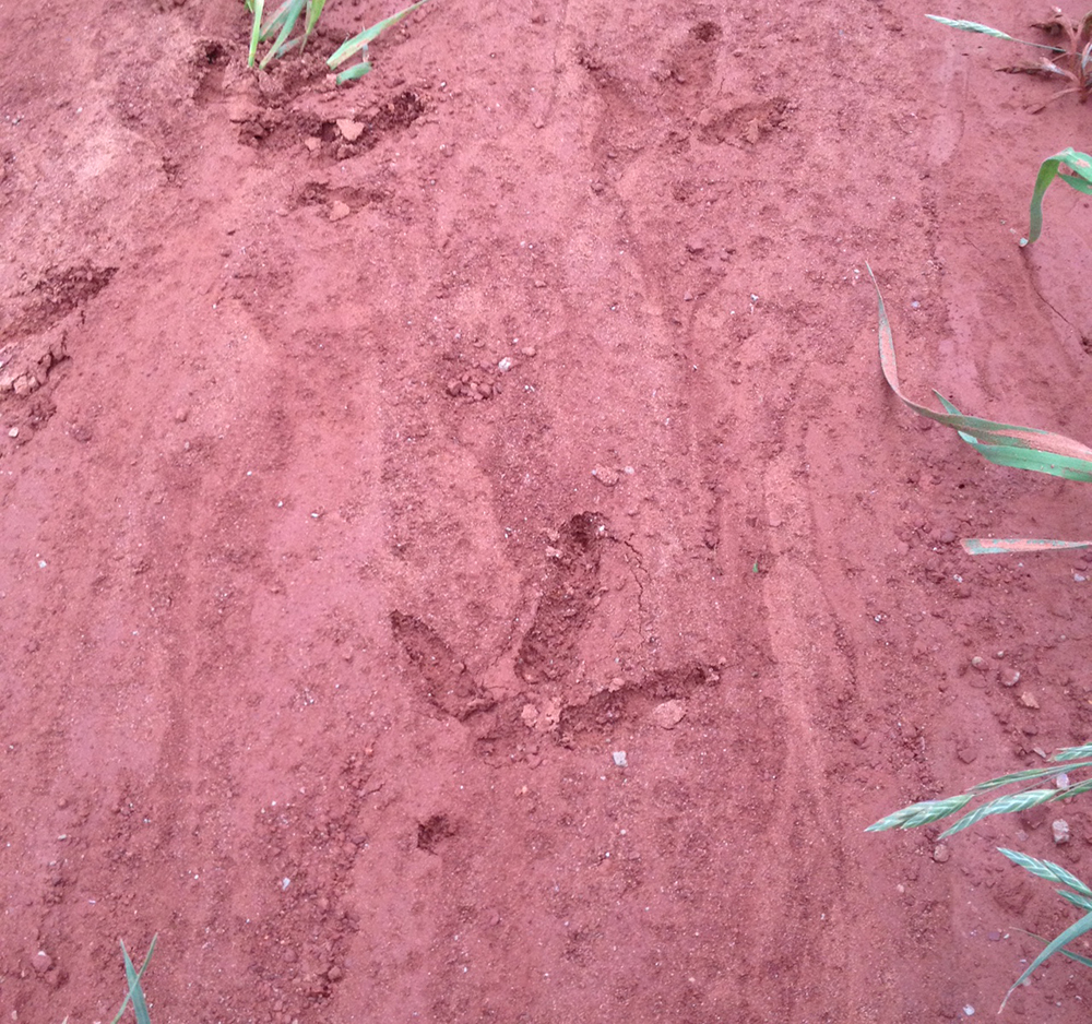 turkey tracks in red dirt