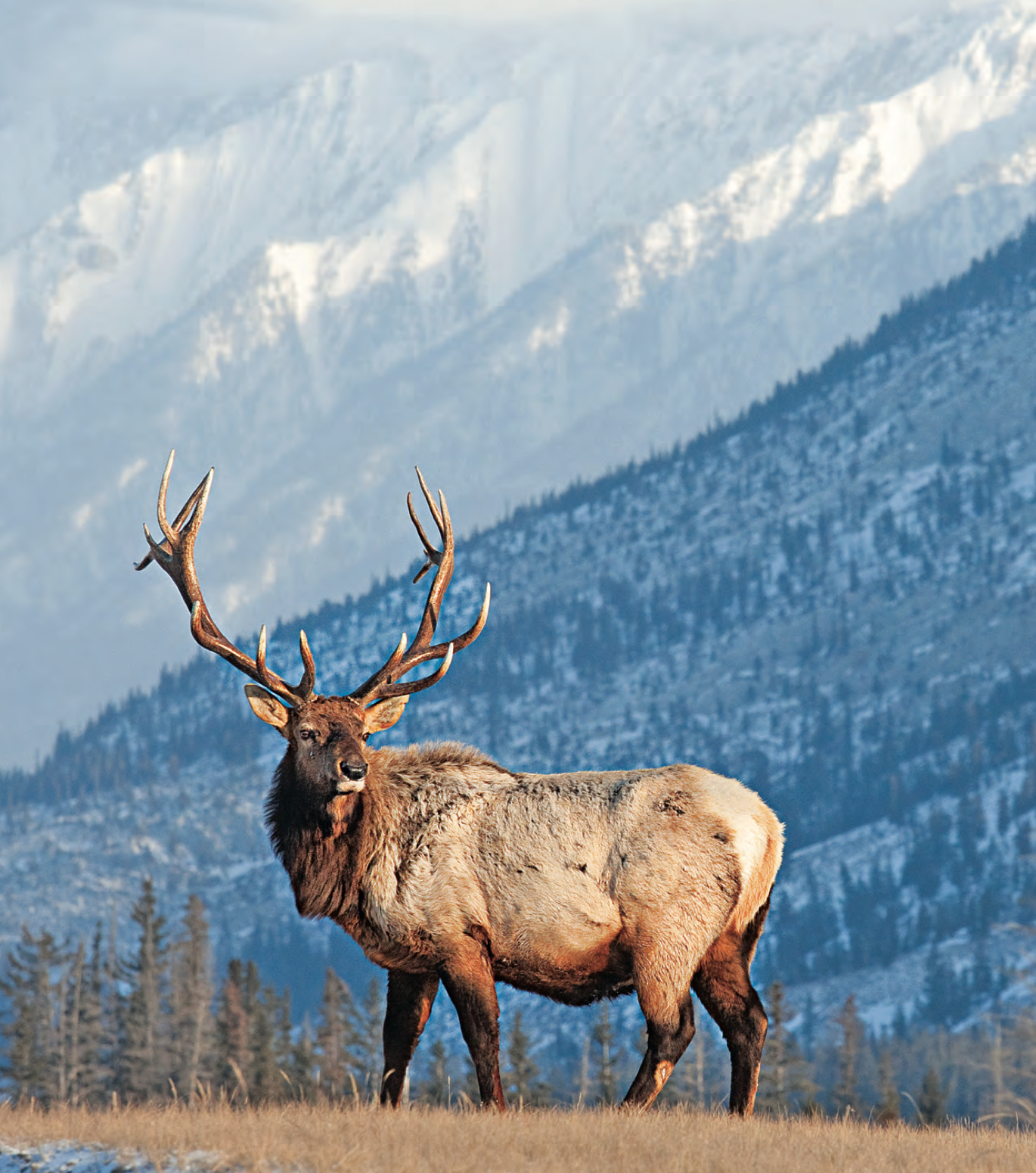 Tips and Tactics: How to Hunt Elk | Outdoor Life