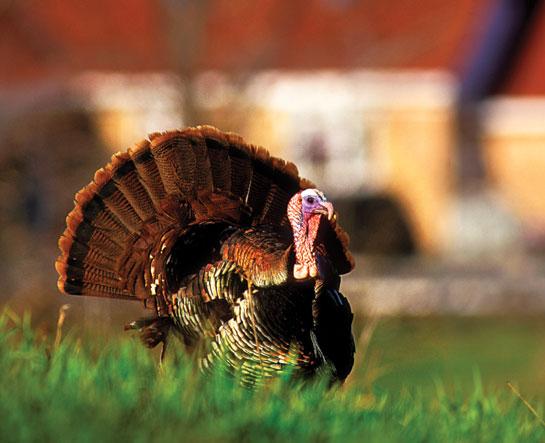 Backyard Birds: Turn Your Property Into a Turkey Hunting Hot Spot
