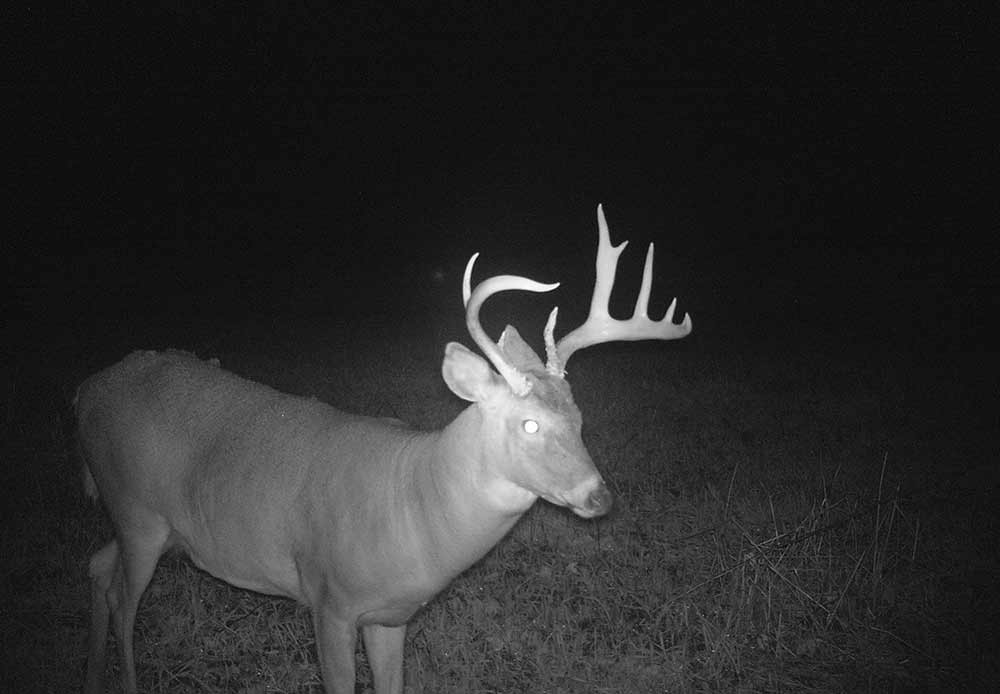 black and white image of whitetail deer