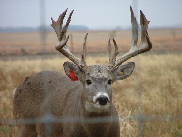Is it Time to Better Regulate Captive Deer Operations?