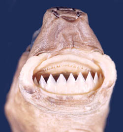 Not a great deal is known about cookie-cutter sharks outside of the fact that they can inflict painful bites with a ferocious mouth full of teeth.