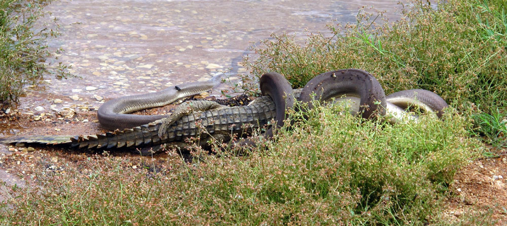 This snake ended up with a hefty meal after a five-hour long fight. Onlookers watched as the estimated 10-foot python constricted a crocodile to death and then dragged it to shore and ate it whole. These photos were taken at Lake Moondarra near Mount Isa in Queensland, Australia on March 2. <em>Photo by: Marvin Muller/Barcroft Media/Landov</em>