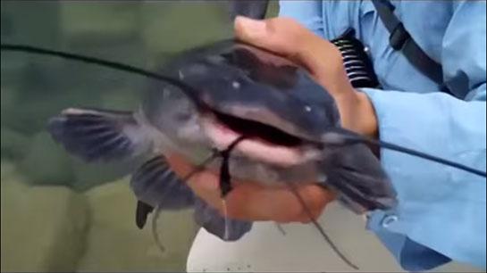 Video: Warmer Weather Brings in Catfish ... on the Fly?