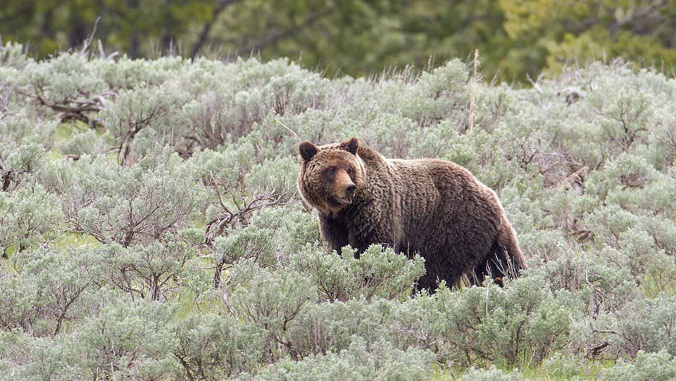 grizzly bear sow walking through brush