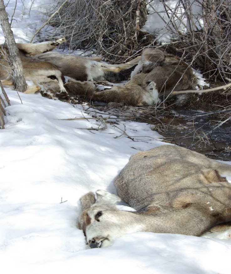 winter loss of mule deer