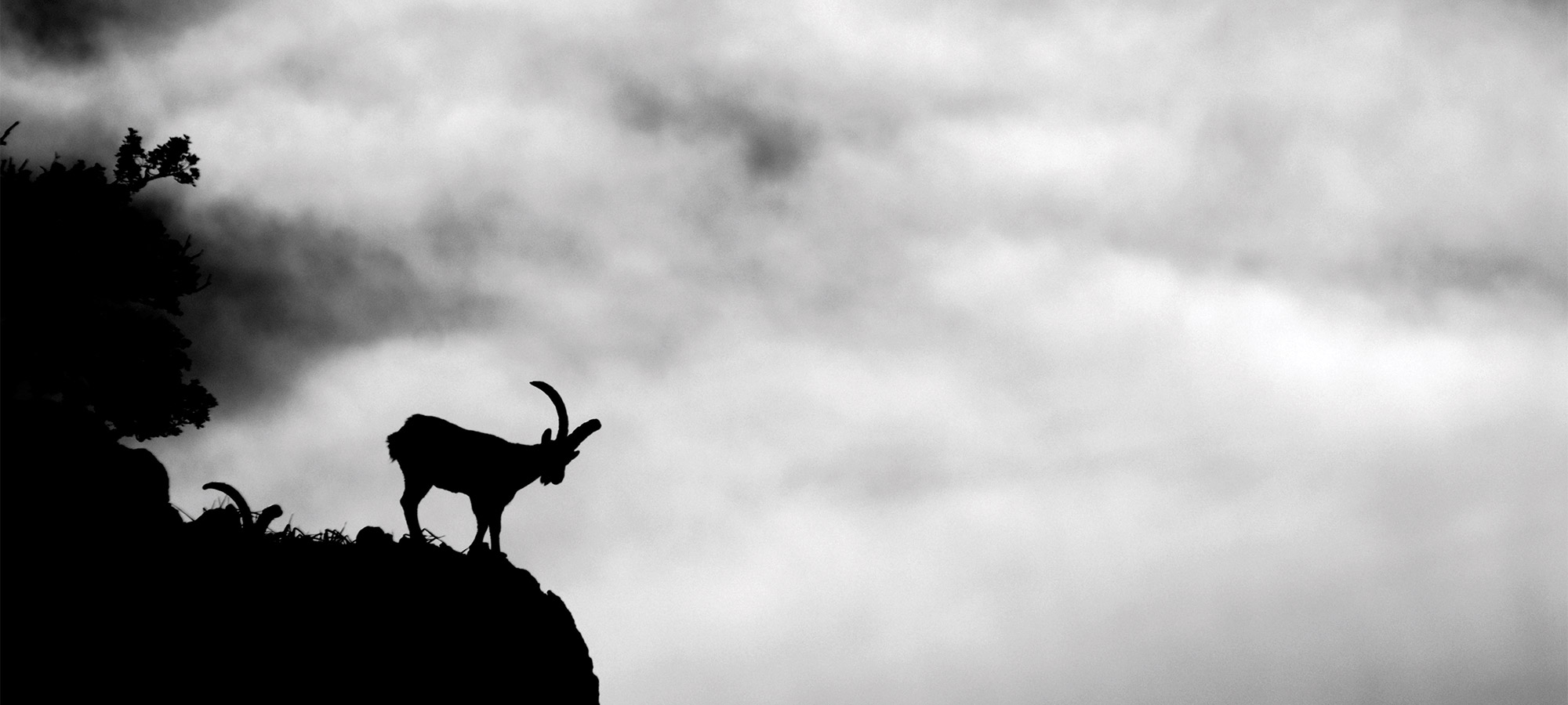 hunting spanish ibex 