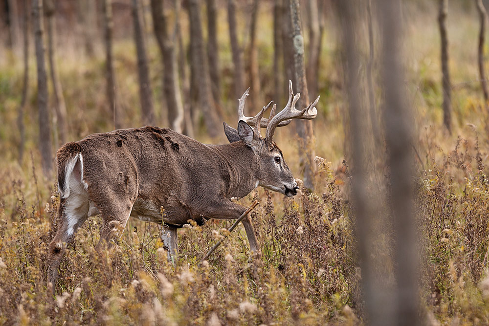 Why You Probably Overestimate a Buck's Score, and How to Fix It