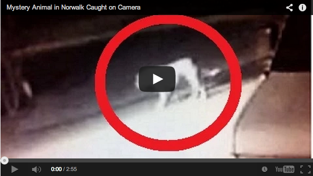 Video: Mystery Predator Caught on Camera in California